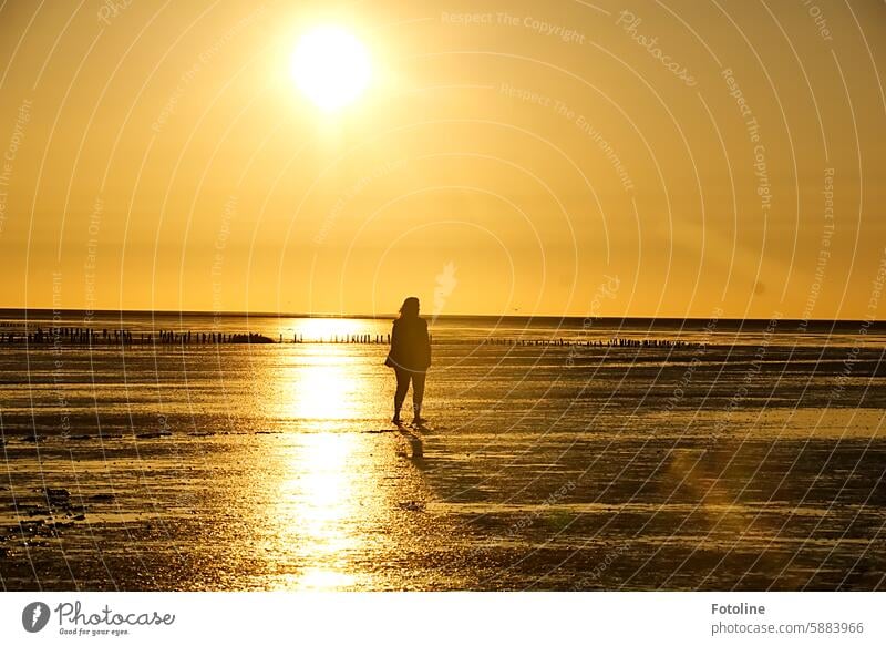 Wattwanderung im Sonnenuntergang. Nordsee Wattenmeer Meer Küste Nordseeküste Gezeiten Ebbe Horizont Wasser Ferien & Urlaub & Reisen Erholung Schlick Strand