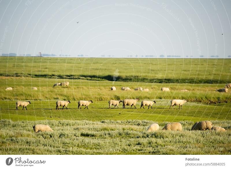 Eine Herde Schafe läuft über die Wiese vor dem Deich und määäääht das Gras. Nutztier Schafherde Tiergruppe Landschaft Natur Weide Nutztiere laufen fressen