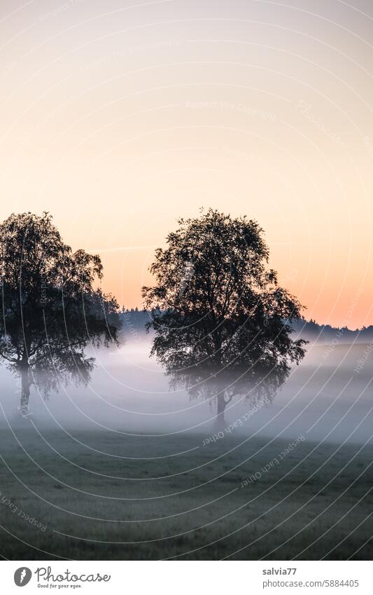 Morgenstimmung mit Nebel Baum Birken Bäume Stimmung Morgennebel Landschaft Natur Morgendämmerung Nebelschleier Nebelstimmung Idylle ruhig Menschenleer