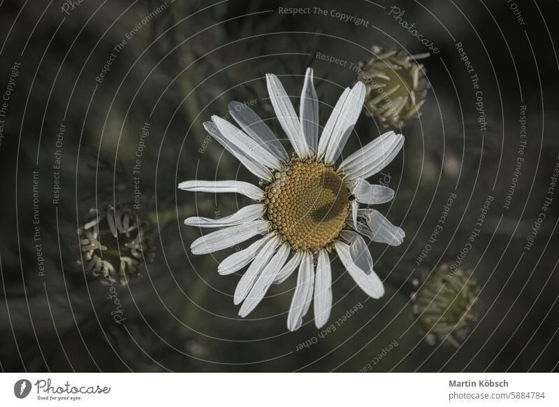 Magrit mit weißen Blütenblättern, auf denen ein Herz mit einem Schatten umrissen ist, nostalgisch Gänseblümchen Magritte Blume Pflanze Flora Fauna Wiese