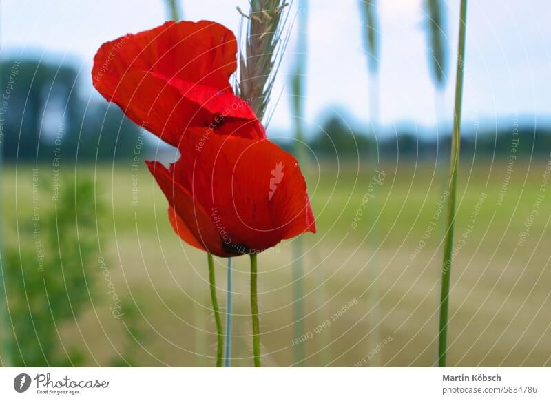 Klatschmohn auf einer Sommerwiese mit roten Blütenblättern. Wildblume aus der Natur. Mohn Blume Sommertag weich Feld rote Mohnblume Pflanze Gras Sommerblumen