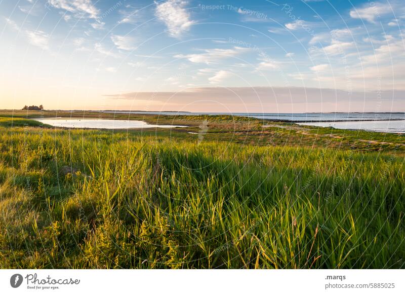 Ausklang Gras Landschaft Umwelt Sommer Nordseeküste Natur Horizont Amrum Nordfriesland Naturschutzgebiet Teich Wiese Idylle Ruhe Gewässer Erholung Abend