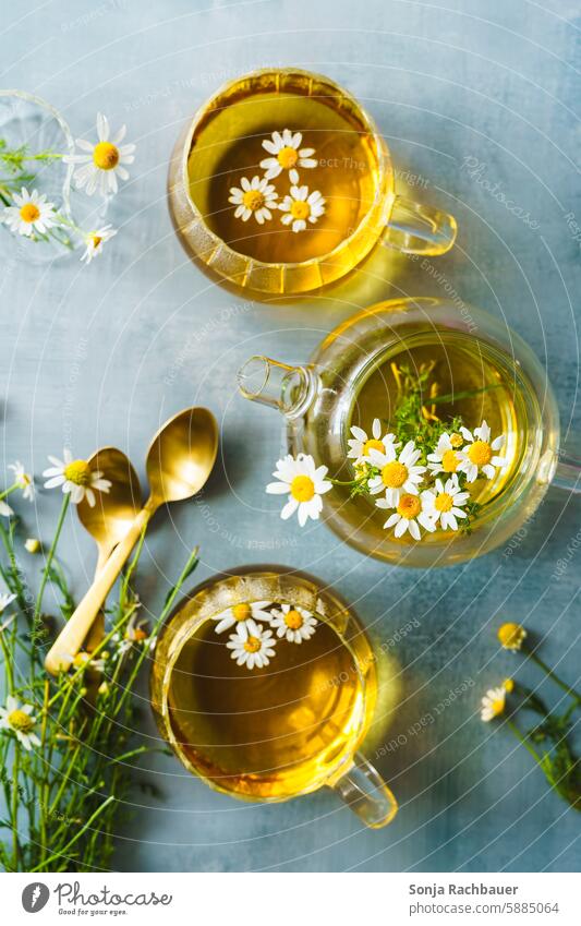 Kamillentee in zwei Gläser und einer Teekanne auf einem grauen Tisch. Draufsicht, Heißgetränk. Kamillenblüten Heilpflanzen Teeglas Farbfoto Gesundheit