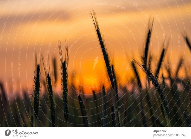 Ähre wem Ähre gebührt Ähren Sonnenuntergang Sommer Getreide Natur Feld Abend Abenddämmerung Abendlicht Abendsonne Abendstimmung Pflanze Landschaft Menschenleer