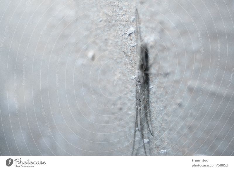 Spinne. (Leicht erschrocken) Makroaufnahme grau spider Beine blau