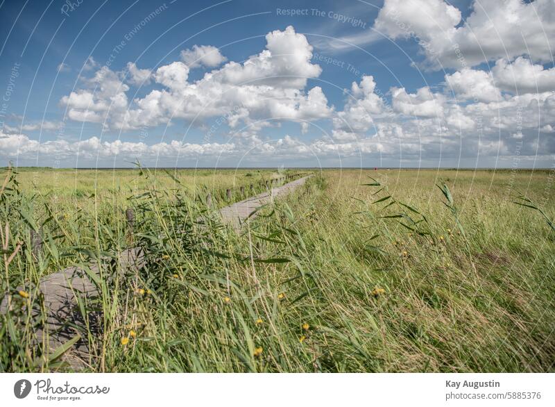 Holzbohlensteg ans Meer Holzsteg Poller Grashalme Salz-Aster Strandaster Pannonien-Salzaster Nationalpark Wattenmeer Steg Riedgras Schilfgras Pflanzenwelt