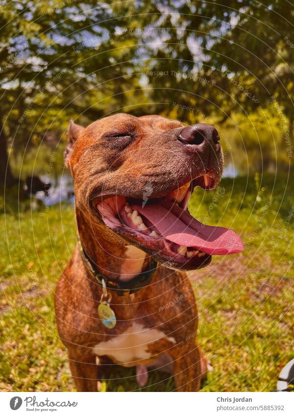 Glücklicher Doggo staffordshire Terrier Pit Bull Hund Sonnenlicht gestromt jung Tier Haustier Eckzahn niedlich