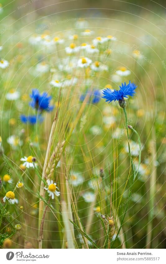 Kamille & Kornblume kornblumen Kamillenblüten Natur Feld Schleswig-Holstein Unschärfe geringe Tiefenschärfe natürlich Sommer Frühling Gesundheit ohne Menschen