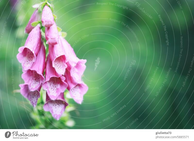 Gefahrenquelle | Fingerhut - schön und giftig Wildpflanze heimisch Natur Pflanze Blume Blüte Sommer Außenaufnahme Farbfoto Giftpflanze Menschenleer rosa pink