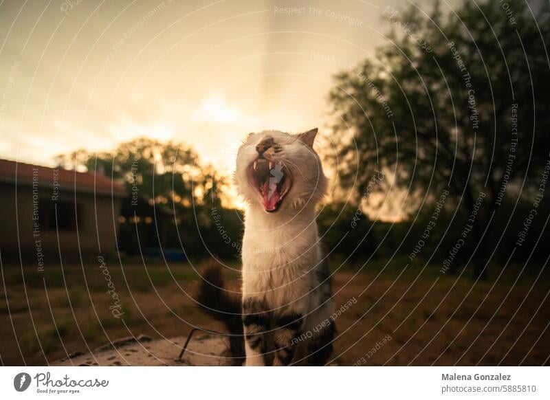 Katze gähnt bei Sonnenuntergang, warm, draußen gähnen gähnend Tier Haustier Farbfoto Hauskatze Tiergesicht Tierporträt niedlich Schnurrhaar