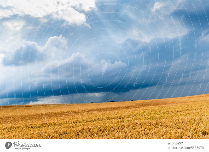 Nahendes Gewitter Unwetter aufziehendes Gewitter Himmel Wolken dunkel bedrohlich Gewitterwolken Wetter Umwelt Urelemente Kornfeld Getreidefeld reifes Kornfeld