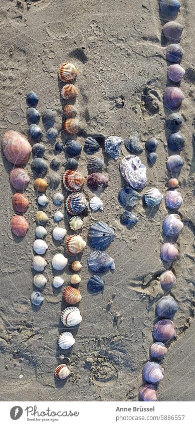 Muschel Sammlung am Strand sortiert klein groß grau rosa Sand Sommer Ferien Meer Fundstück Natur Nahaufnahme Farbfoto finden Wasser Strandgut