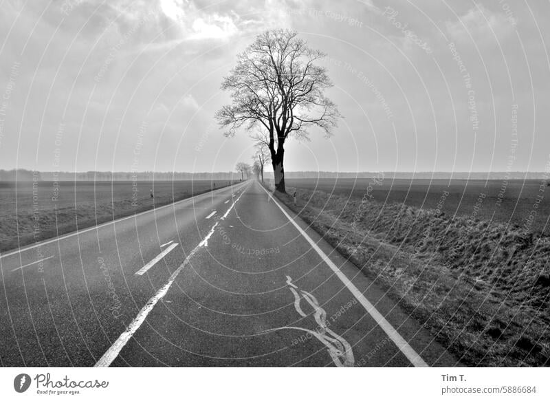 Allee mit den letzten Bäumen Baum bnw Schwarzweißfoto s/w Außenaufnahme Tag Menschenleer Straße Landstraße Einsamkeit bewölkt