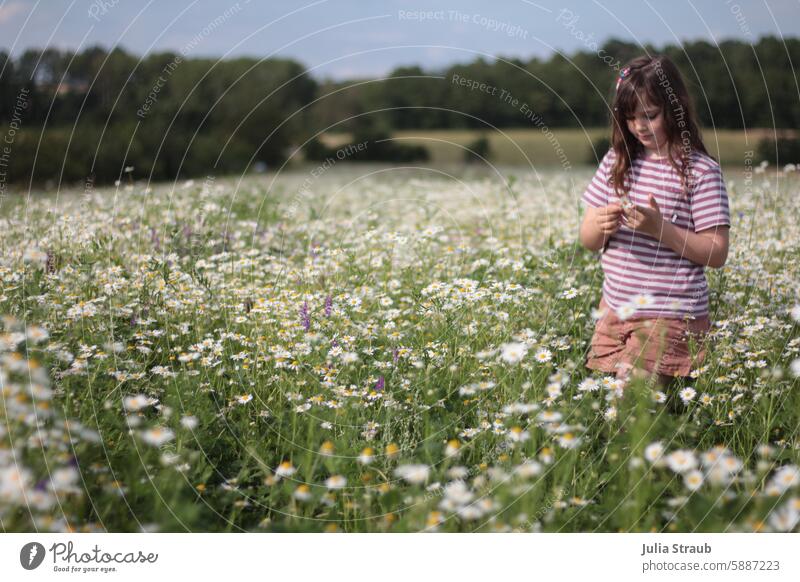 Mädchen im Kamillenfeld weiß grün Natur Kamillenblüte Sommer Kamillenblüten Blumenwiese Wiese gestreift riechen spazieren