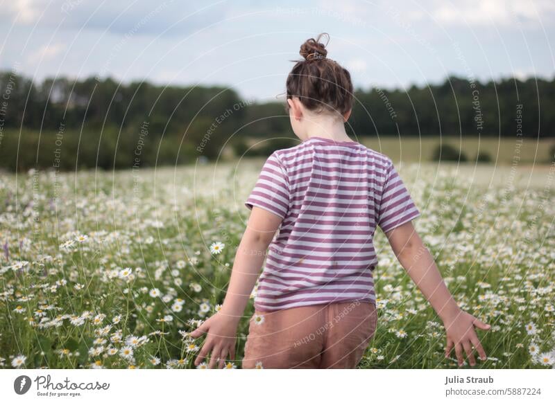 Kind läuft durch ein Kamillenfeld 8 wunderschöne Landschaft Himmel draußen Kindheit Schulkind Naturerlebnis Wolken weiß fühlen Kamillenblüte Sommer Blumen