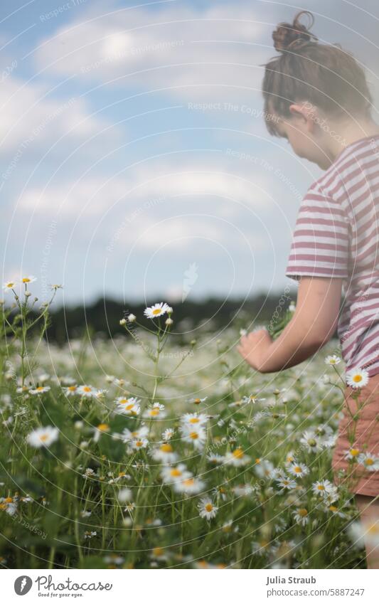 Mädchen pflückt Kamillen auf einer Wiese gestreift riechen fühlen spazieren grün Natur Blumenwiese Kamillenblüten Sommer pflücken Blumen pflücken Blumenstrauß