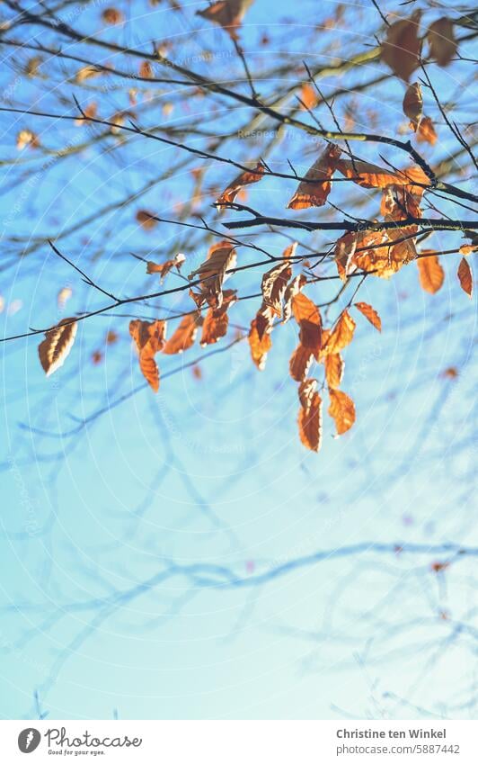 sonniger Wintertag mit leuchtenden Buchenblättern Blätter bunte Blätter Natur Januar Vergänglichkeit Zweige u. Äste orange Wandel & Veränderung Sonnenlicht