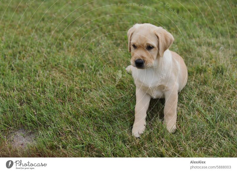 Kleiner, blonder Labrador- Welpe sitzt auf einem Rasen im Gras und schaut ins Weite Hund Haustier Baby Tier-Baby 10 Wochen 10 Wochen alt Säugetier niedlich