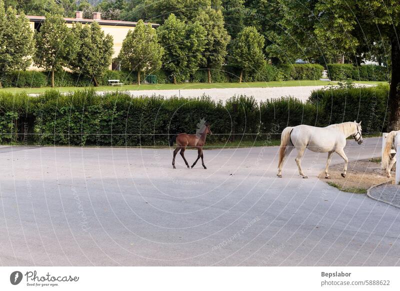 Die berühmten Lipizzaner kehren von der Weide in die Ställe zurück horizontal lipica Slowenien weißes Pferd Pferde Fohlen lippizaner Pferdestall lipizzanisch