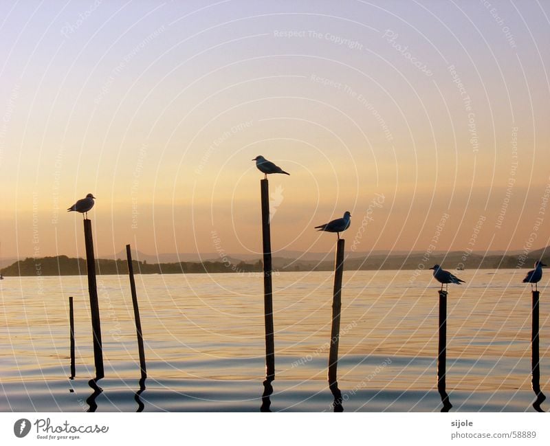 Schattengestalten Sonne Vogel See Sonnenuntergang Insel Reichenau Sommer gelb rot Tier Wasser Bodensee Pfosten möven Himmel blau Abend