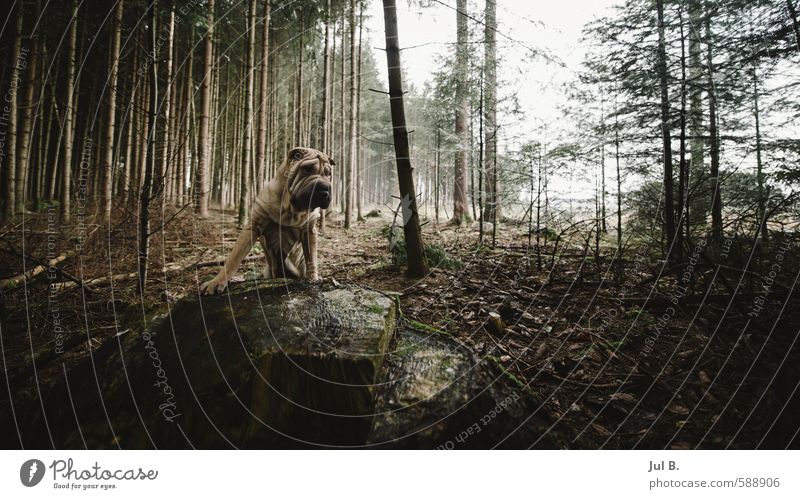 Gefährlich Umwelt Natur Luft Himmel Sonne Pflanze Baum Tier Hund 1 gut hell Freude Glück Farbfoto Außenaufnahme Morgen Licht Schatten