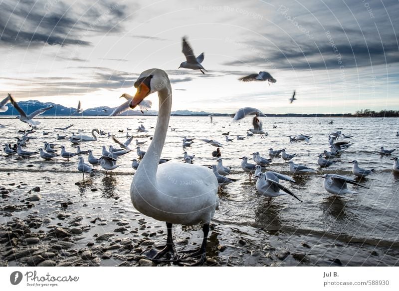 Schwan und Möwen Natur Luft Wasser Himmel Wolken Winter Tier Vogel Flügel Schwarm Gefühle Stimmung Freude Chiemgau Chiemsee Farbfoto Abend Dämmerung