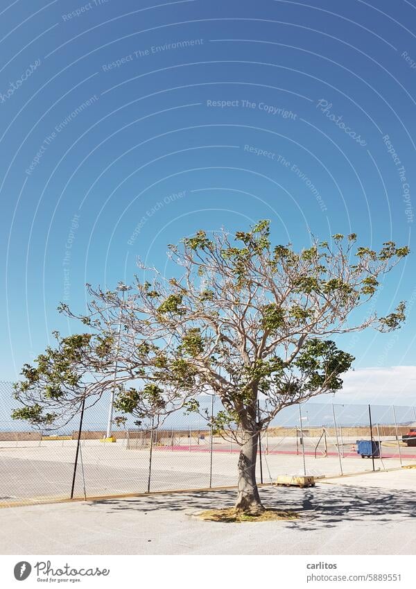 Überlebenskünstler | Σούδα no. 2 Baum Beton Zaun Gefangenschaft Freiheit Sonne Schatten Mediterran Kreta