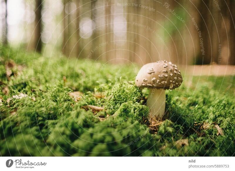 Schwammerlzeit Pilz Pilzsucher pilze suchen Herbst Wald Natur Außenaufnahme Pilze organisch natürlich braun Saison Nahaufnahme Pilze sammeln Analogfoto Kodak