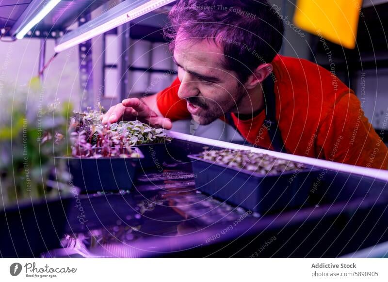 Indoor-Farming-Experte kümmert sich um den Anbau von Microgreens mikrogrün Landwirt im Innenbereich Ackerbau Landwirtschaft Pflanze Bodenbearbeitung LED-Leuchte