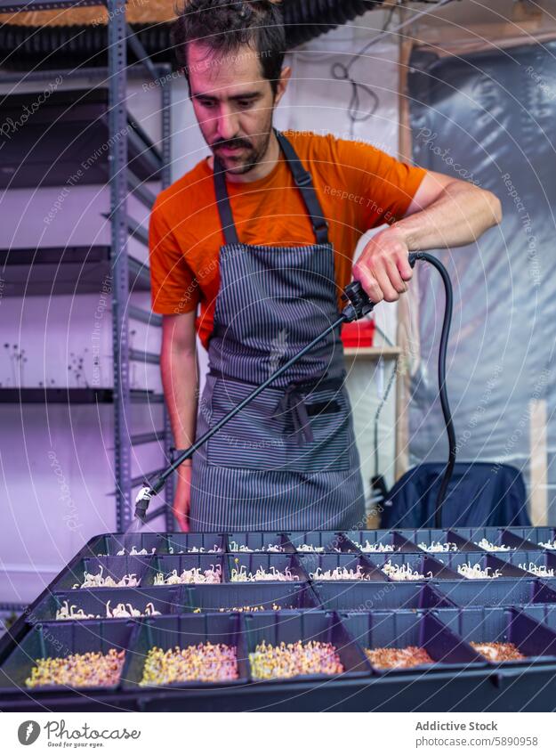 Ein Mann kümmert sich um die Reihen mit verschiedenen Mikrogemüsesorten in einem Anbauraum Landwirt Mikrogrün Wachstumsraum Bewässerung Ackerbau Indoor-Farming