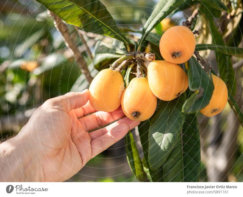 Reife Loquats von Hand vom Baum pflücken loquat Frucht reif Kommissionierung grün Blätter frisch Natur Ackerbau Ernte Garten organisch Lebensmittel Gesundheit