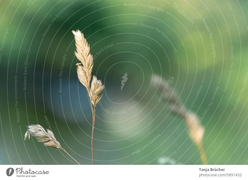 Gräser im Abendlicht Gras Knäuelgras Natur Pflanze Wiese Sommer natürlich Umwelt Wildpflanze grün Licht Sonnenlicht Wachstum Schönes Wetter Feld dekorativ