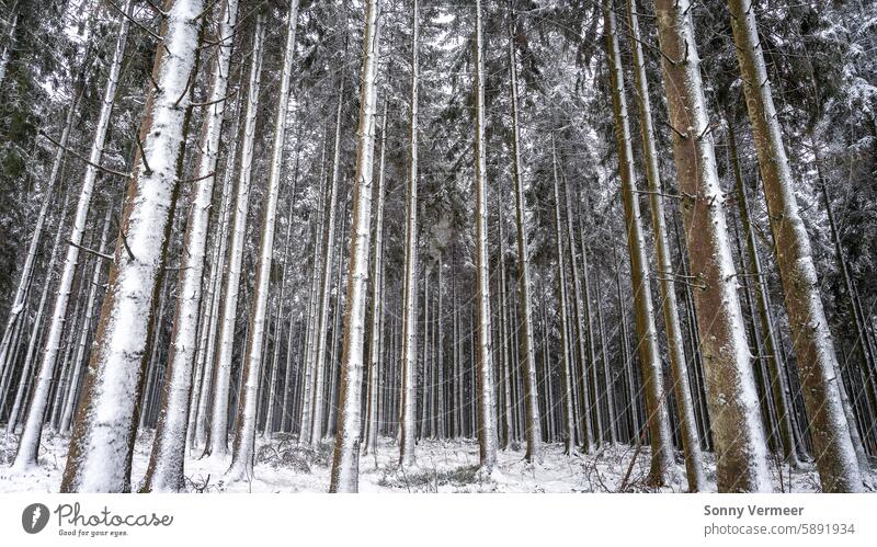 Winterwunderland in den belgischen Ardennen in der Nähe von Manhay. Schöne große Bäume mit Schnee bedeckt. Jahreszeiten Feld belgische landschaft Schönheit