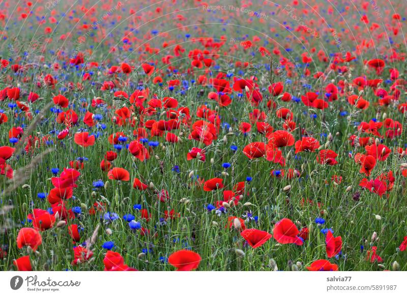 Blütenmeer, Kornblumen und roter Mohn Klatschmohn Sommer Mohnblüte roter mohn Pflanze Blume Natur Farbfoto Wildpflanze Idylle Schwache Tiefenschärfe blau grün