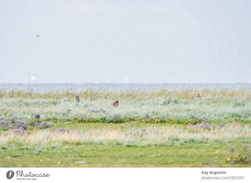 Fuchs Sylt Nordseekütse Naturschutzgebiet Naturerlebnis Insel Sylt Außenaufnahme Schleswig-Holstein Schleswig Holstein Sylt-Insel Nordseeinsel Syltlandschaft