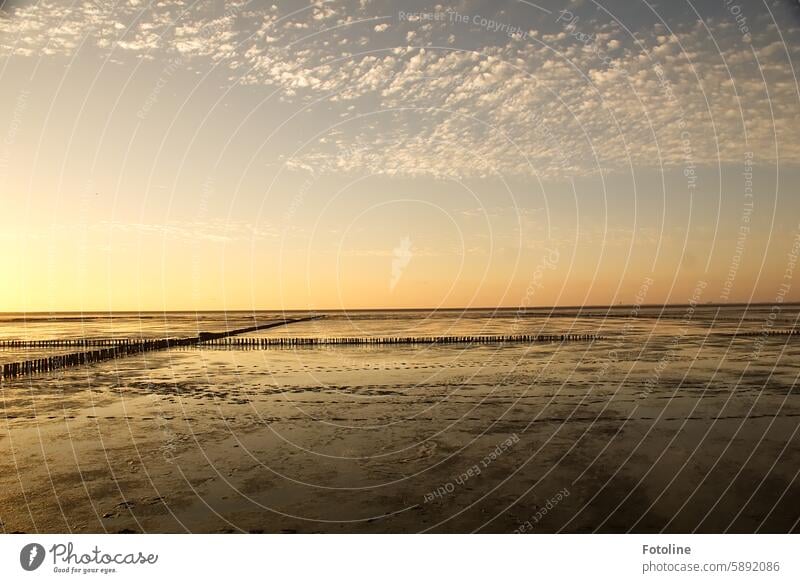 Das Watt im Sonnenuntergang Nordsee Wattenmeer Meer Küste Nordseeküste Gezeiten Ebbe Horizont Wasser Ferien & Urlaub & Reisen Erholung Schlick Strand