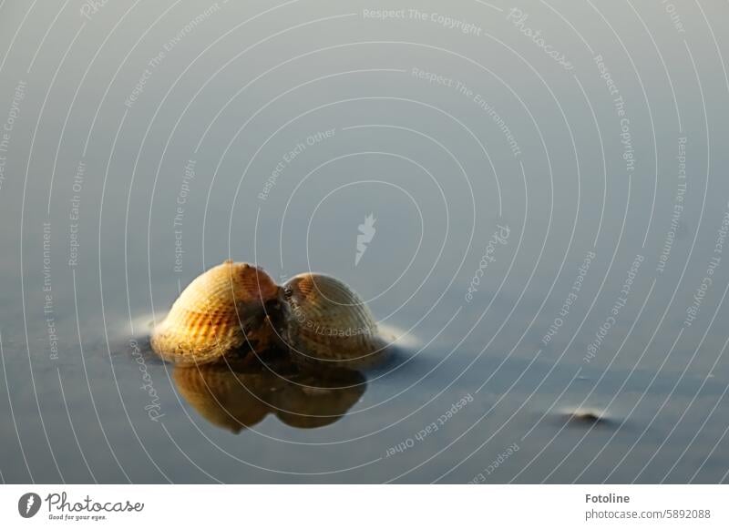 Die Ebbe kommt und legt eine Herzmuschel frei. Die Schalen sind geöffnet und spiegeln sich im schwindenden Wasser. Muschel Strand Natur Muschelschale Küste Meer