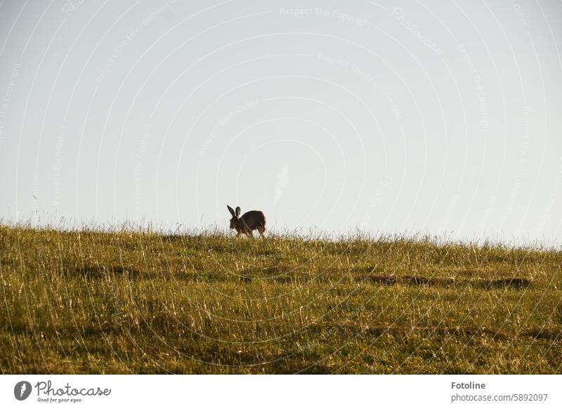 Tschüß ihr Lieben. Ich hoppel dann mal davon. Das ist mein letztes Bild, das ich finalisieren kann. Hase Hase & Kaninchen Tier Ostern Ohr Hasenohren niedlich