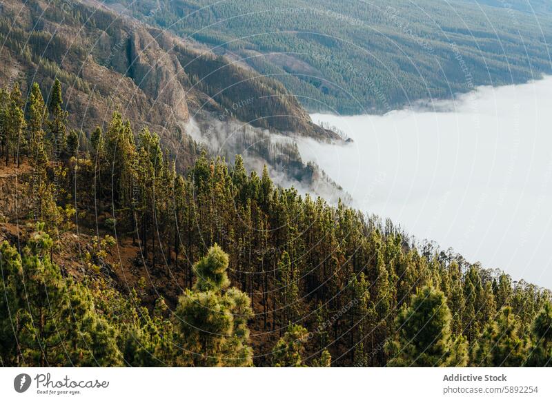 Nebliger Bergwald während der Sommerfrische Berge u. Gebirge Wald Nebel Natur Landschaft Kiefer Flucht Abenteuer Gelände im Freien reisen malerisch Schönheit