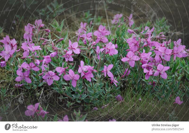 Island | pinke Blüten im isländischen Hochland Natur Blume natürlich zart grün voll aufgeblüht aufblühen blühend erblüht erblühen geöffnet Pflanze