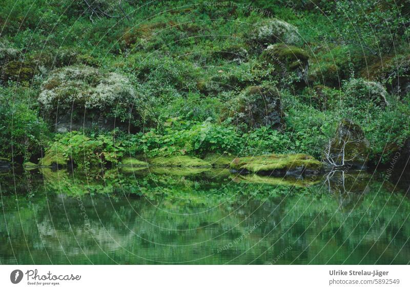 Island | verwunschener See grün Spiegelung überwuchert alt natürlich geheimnisvoll Reflexion & Spiegelung ruhig Natur Wasser Idylle Landschaft friedlich Ruhe