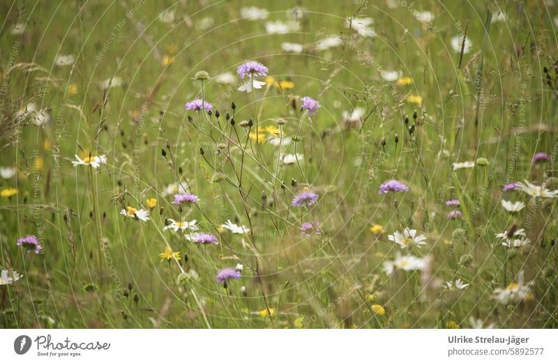 Wiese mit Gräsern und Blüten im Frühsommer Bienenweide Insektenfreundlich naturbelassen natürlich wild blühen blühend sommerlich Blumen Wiesenblume Blumenwiese