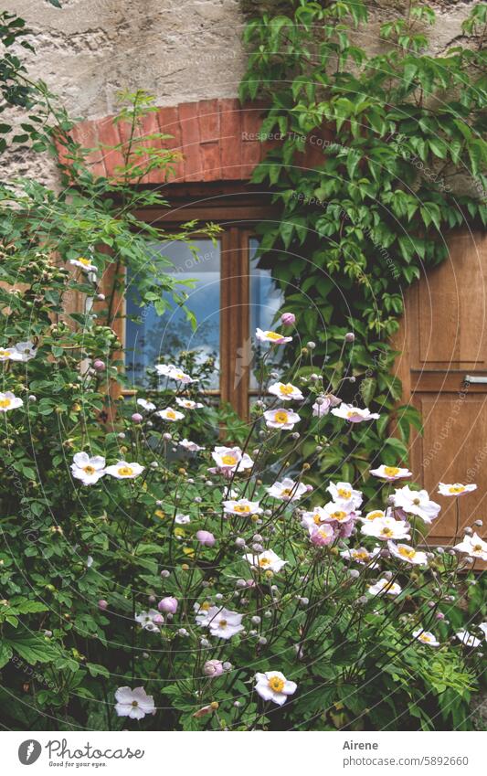 Sommer ist Draußenzeit grün Blühend Blumenbeet Vorgarten Garten Pflanze Landhaus weiß natürlich Idylle Blüten Wachstum üppig Grünpflanze Kletterpflanzen