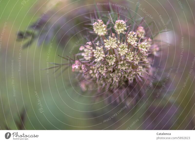 Blüte der wilden Möhre Natur Flora Pflanze Wilde Möhre blühen duften verblühen wachsen Blätter Wiese Garten Sommer Grün Lila Tag Tagelicht