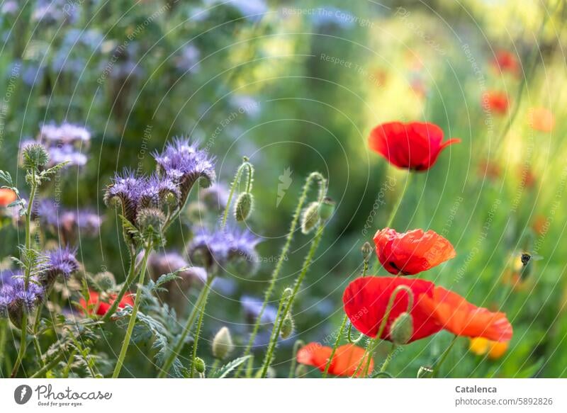 Mohn, Bienenweide und eine Hummel Pflanzen Blumen duften welken verbluhen Jahreszeit blühen Blüte Flora Garten Tageslicht verblühen Blütenblätter Natur