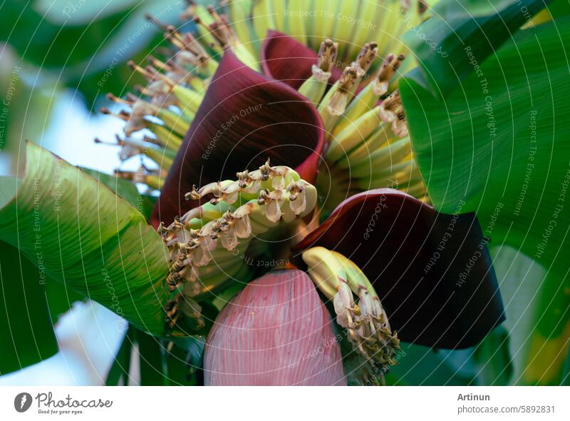 Bananenblüte. Pflanzliches Rohmaterial für vegane Fisch- und Fleischalternativen. Bananenherz. Violettschalige Bananenblüte. Nachhaltige Quelle für pflanzliche Fleischalternativen in der veganen Küche.