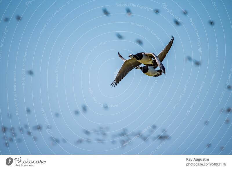 Weißwangengänse Naturschutzgebiet Farbfoto Außenaufnahme Himmel Vogelschutzgebiet Gans Gänse Wattenmeer Nationalpark Wattenmeer Schleswig Holstein Landschaft