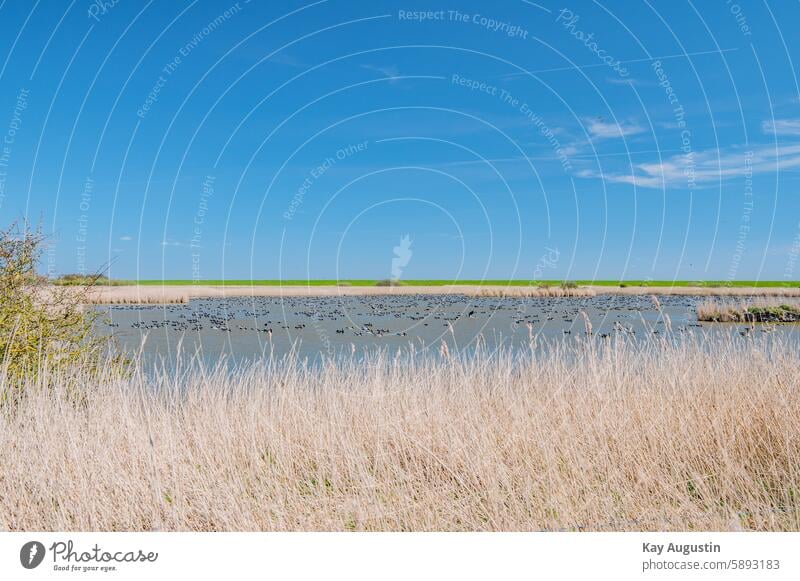 Am Weiher Sylt Naturschutzgebiet Naturerlebnis Vogelperspektive Gänse Farbfoto Außenaufnahme Vogelschutzgebiet Nationalpark Nordseeküste Schleswig-Holstein