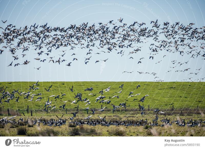 Weißwangengänse Natur Naturschutzgebiet Außenaufnahme Menschenleer Landschaft Farbfoto Umwelt Schönes Wetter grün Himmel Nordseeküste Nordseeinsel Naturerlebnis