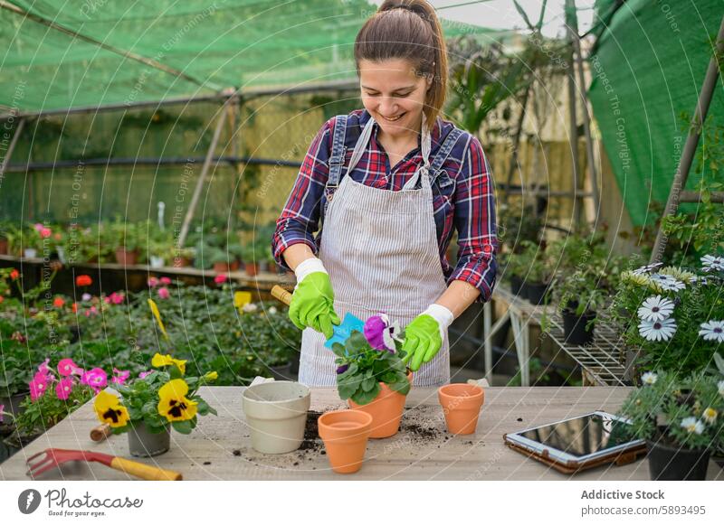 Fröhliche Frau pflanzt Viola-Blüten ein Gärtner Transplantation Bratsche Gewächshaus Pflanze Lächeln Blume Arbeit Topf reif Lebensmitte Ackerbau organisch